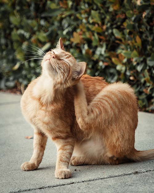 Orange tabby cat scratching behind his ear.