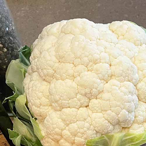 a head of cauliflower. a head of cauliflower.