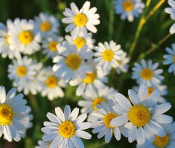 chamomile flowers chamomile flowers