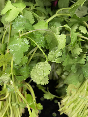 fresh cilantro fresh cilantro