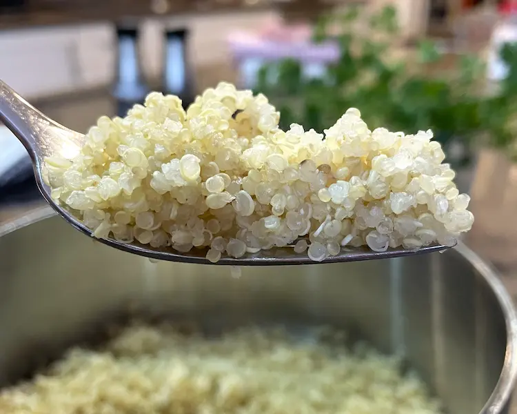 cooked quinoa grains on a fork