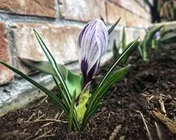 first spring crocus