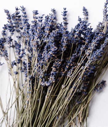 dried lavender flowers dried lavender flowers