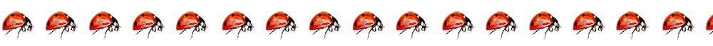 a line of lady bugs marching