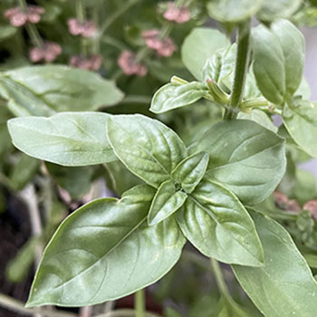potted basil potted basil