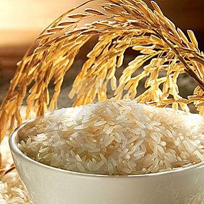 bowl of uncooked rice with golden rice on stem hanging overhead.