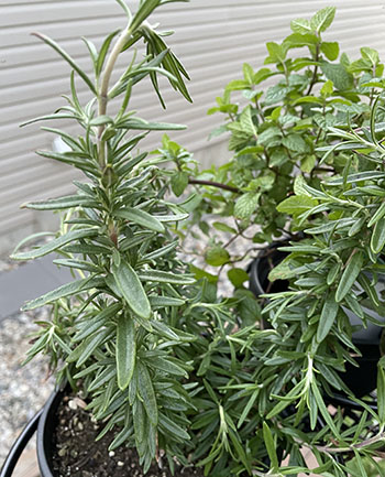 potted rosemary potted rosemary