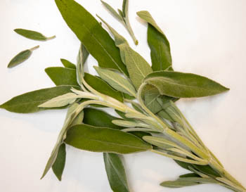 fresh sage fresh sage