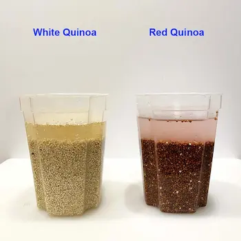 soaking white and red quinoa in containers